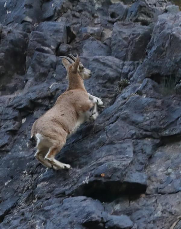 新疆東天山出現成群的北山羊,在山間上躥下跳覓食,超愛舔巖壁 新疆東天山出現成群的北山羊,在山間上躥下跳覓食,超愛舔巖壁