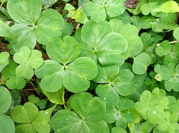 立春後，這種野菜正當時，又鮮又嫩，比青菜還好吃，養生價值高