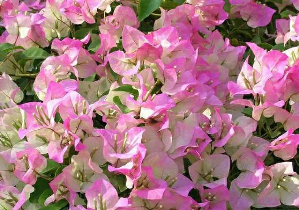 養三角梅，兩種枝條別混淆，不然光長葉不開花，白費力氣