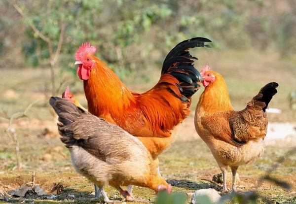 菜市場一隻活雞近百元，熟食店熟雞不過30元，這其中有何道道兒？