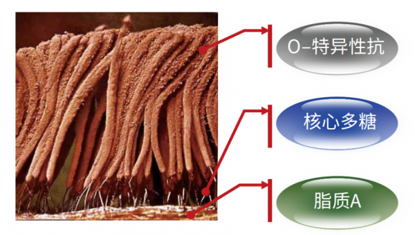 為生物實驗做出大貢獻的小動物（一）——鱟