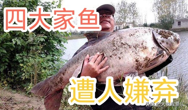 釣魚人公認最好吃的十種淡水魚，黃河鯉魚上榜，四大家魚遭人嫌棄