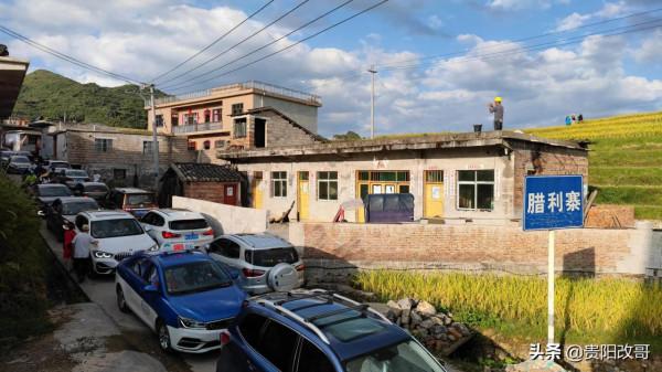 貴定臘利梯田黃了，農業觀光異常火爆