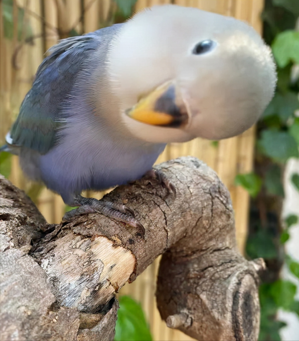 可愛到冒泡的“走地雞”