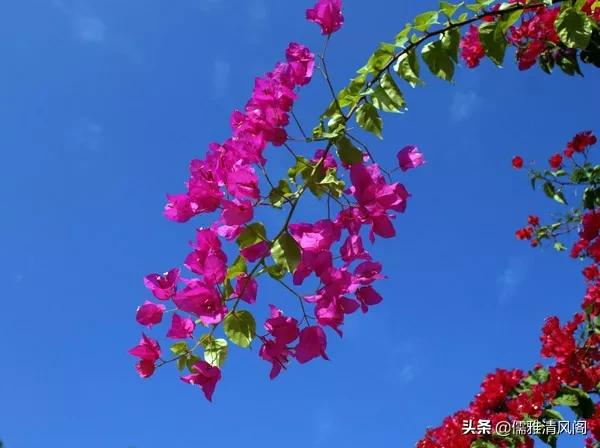 民間故事:買娘 民間故事:買娘