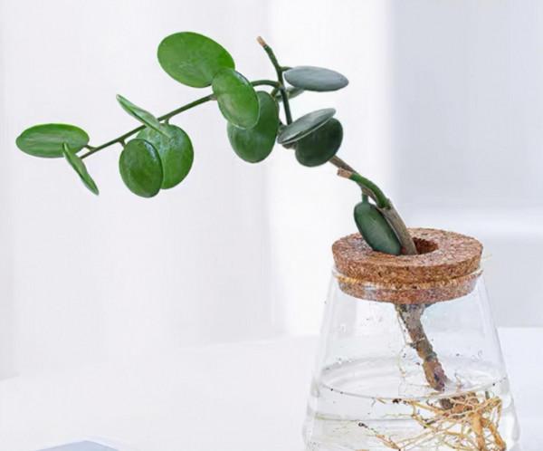 一種花名叫碧雷鼓,葉子圓潤像錢幣,還有招財進寶好兆頭 一種花名叫碧雷鼓,葉子圓潤像錢幣,還有招財進寶好兆頭