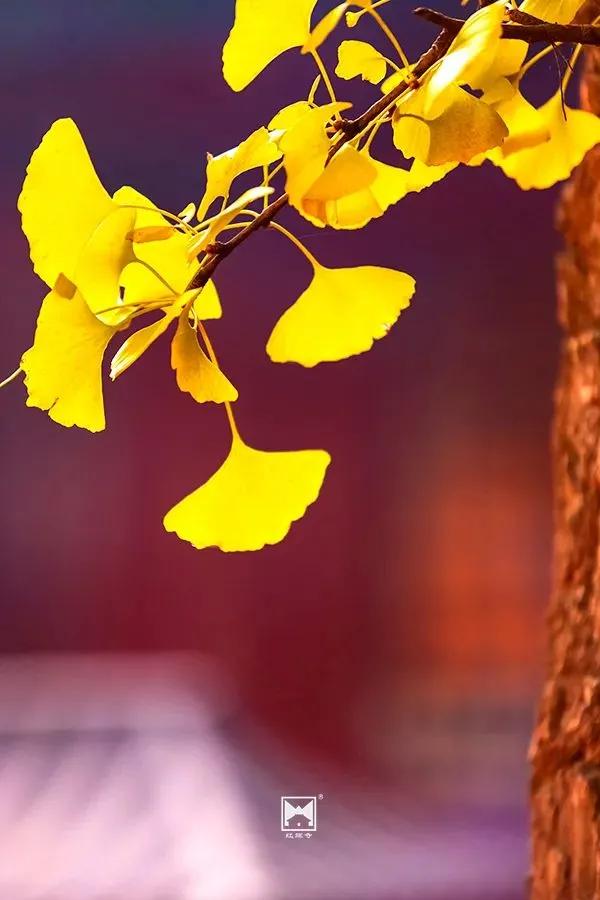 紅螺寺秋日的邀約——千年銀杏進入最佳觀賞期 紅螺寺秋日的邀約——千年銀杏進入最佳觀賞期