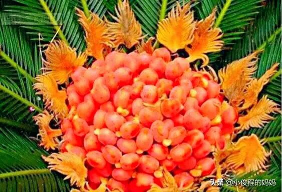 分享——鐵樹開花