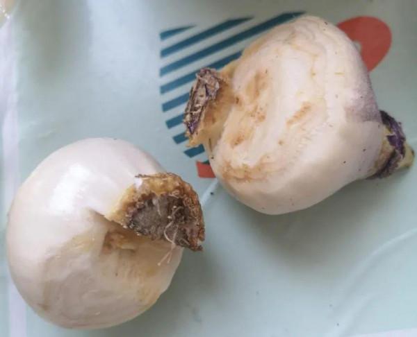 1種花就是“活香水”，一個“洋蔥頭”放水裡，開花滿屋飄香