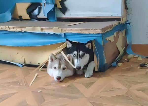 狗狗“費錢”排行榜：這幾種狗狗，花錢的領域都不同