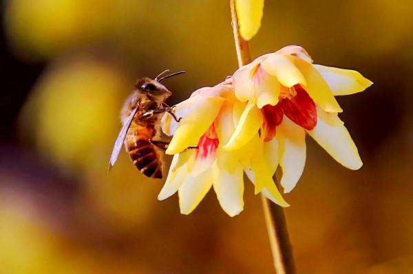 北京香山臥佛寺歷年臘梅綻放圖片欣賞