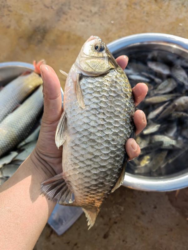 準備倉促確有意外驚喜，探釣之行忠愛橋