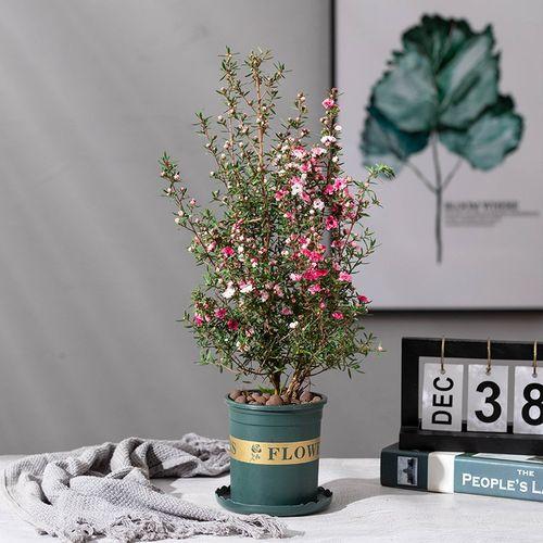 馬上就要過年了,還在為買什麼年宵花發愁嗎?推薦36種供你參考 馬上就要過年了,還在為買什麼年宵花發愁嗎?推薦36種供你參考