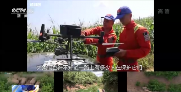 日本記者：2021年，我在中國雲南追大象