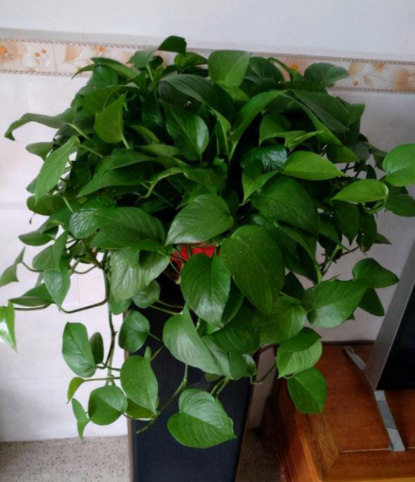 綠蘿黃葉掉葉只剩光桿，扔了再買太可惜，扦插枝條就能快速長滿盆