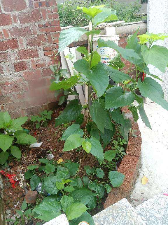 院子裡不能種桑樹,非常不吉利,這是迷信還是科學? 院子裡不能種桑樹,非常不吉利,這是迷信還是科學?