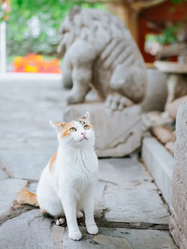 米麒麟:我掉缸怎麼了? 米麒麟:我掉缸怎麼了?