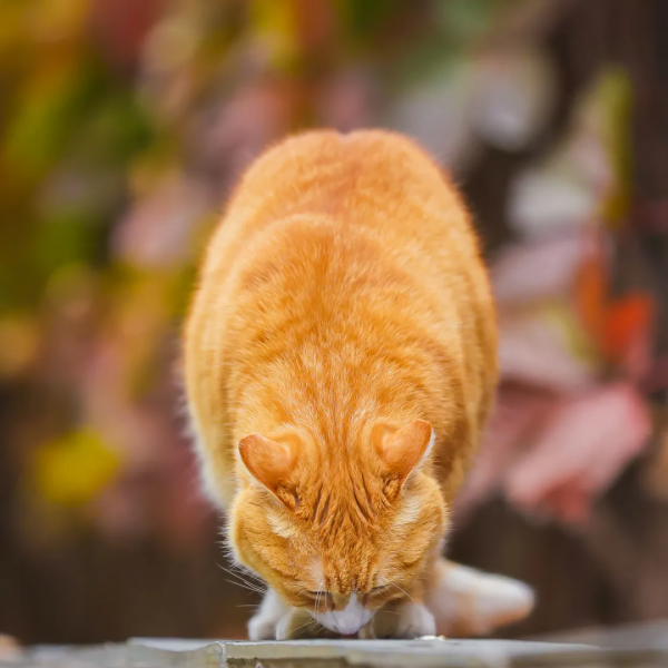 聽說我沒有脖子? 聽說我沒有脖子?