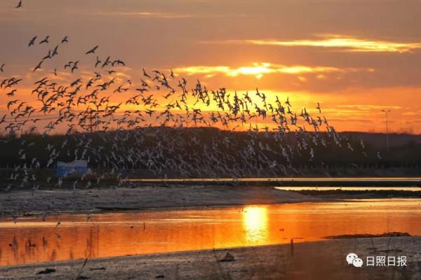 日照 · 冬 · “溼地精靈”​ 日照 · 冬 · “溼地精靈”​