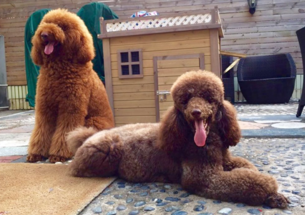 狗狗“費錢”排行榜：這幾種狗狗，花錢的領域都不同