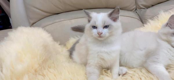 可愛布偶找新家