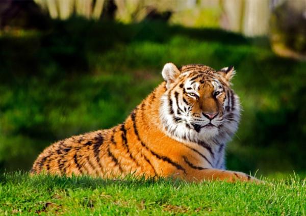 姓氏冷知識，“虎”也可以讀作“貓”