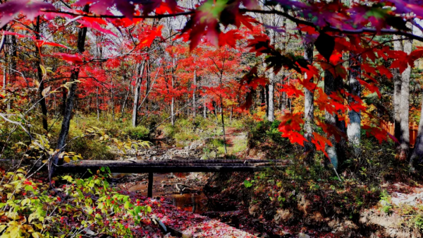 這個十月， 敦化寒蔥嶺許你一個浪漫的秋季