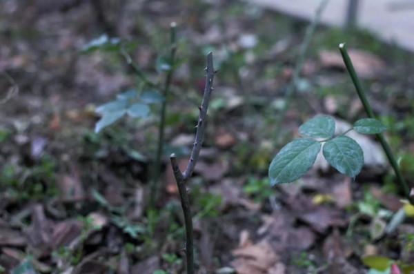 花草種植記錄2022年