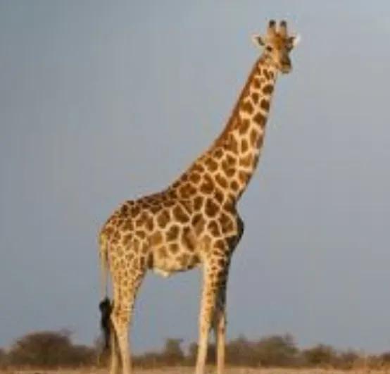 鹿豚是鹿嗎？長頸鹿是鹿嗎？