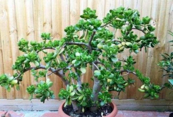 玉樹有“3怕2喜”，做好這幾點，養成漂亮的盆景