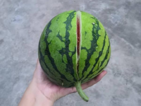 植物搬出門,痛快淋場雨,植物越來越旺 植物搬出門,痛快淋場雨,植物越來越旺