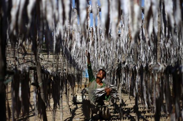 晾曬魚乾 晾曬魚乾