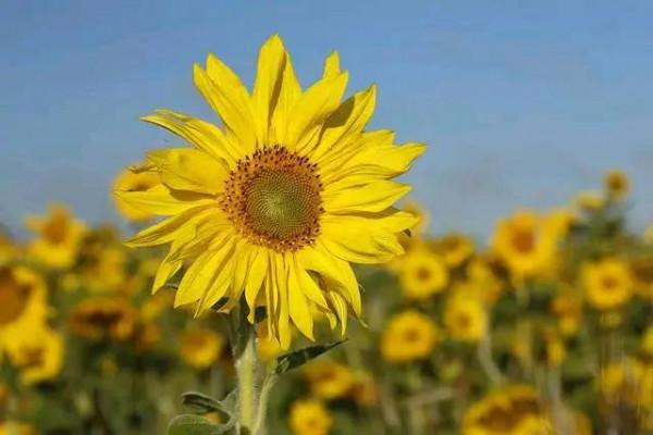 成年人的暗語，懂的都是&OpenCurlyDoubleQuote;人精&rdquo;