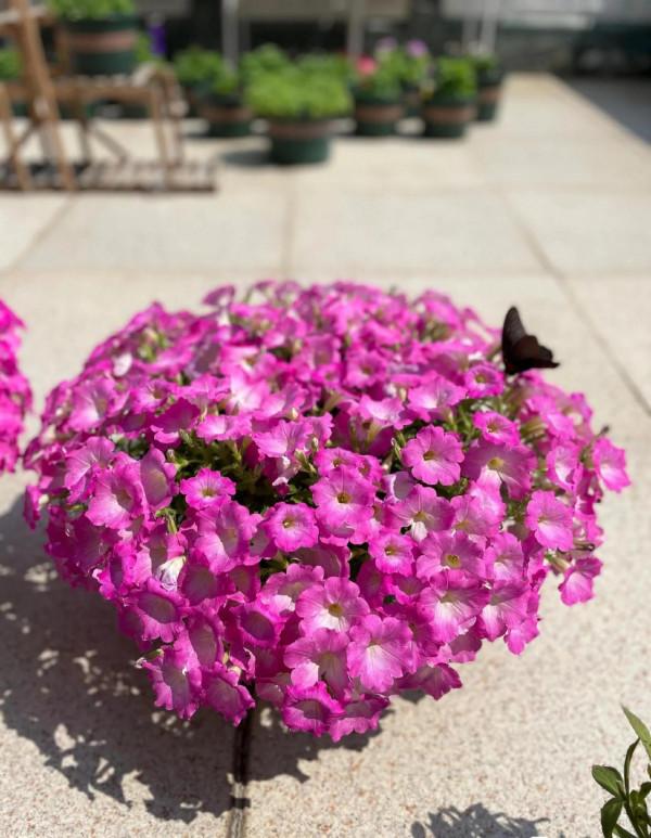 矮牽牛花，要想開花爆盆，就要大剪大修，有舍才有得