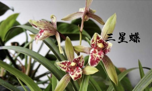 為什麼很多人養花養不活