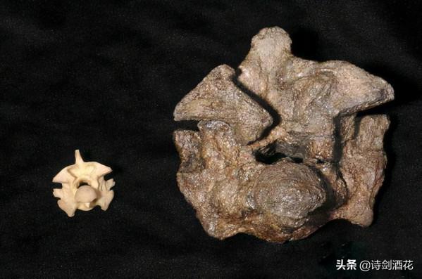 為什麼很多人都怕蛇？科學家曾用7個月大嬰兒做實驗尋找答案