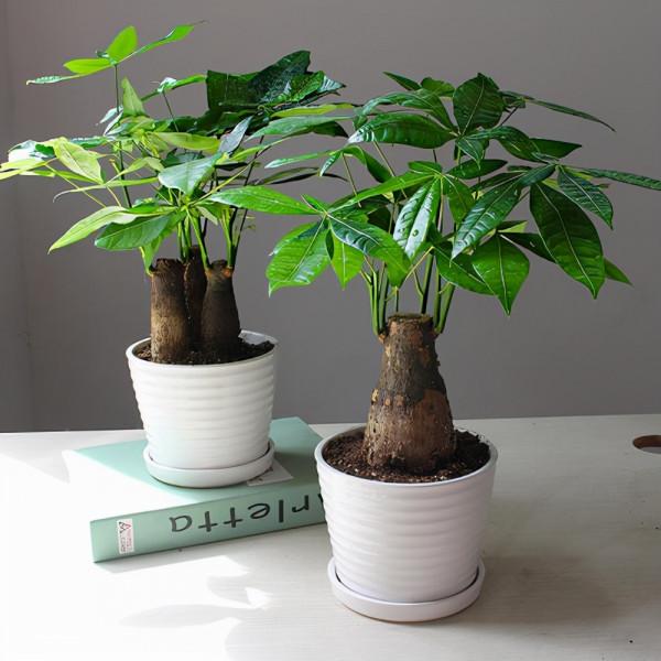 養花容易死，多因為不會澆水！常見的花卉澆水方式，快收好