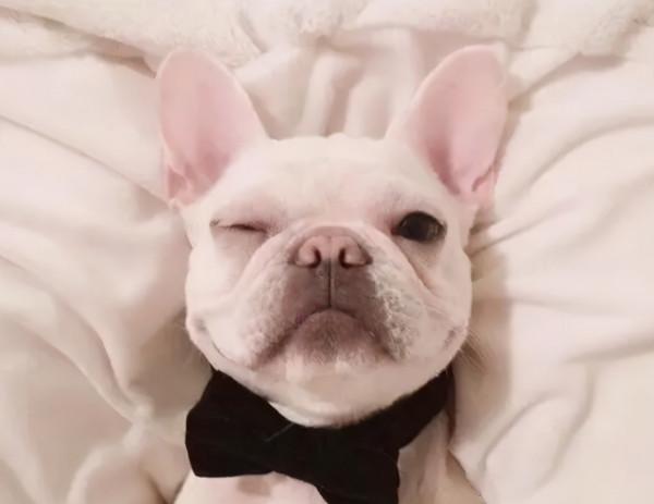 法國鬥牛犬,不要企圖用可愛,掩蓋你的缺點 法國鬥牛犬,不要企圖用可愛,掩蓋你的缺點