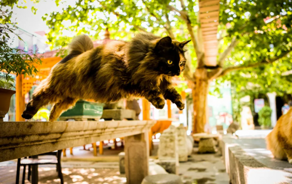 聽說我是一隻狗？