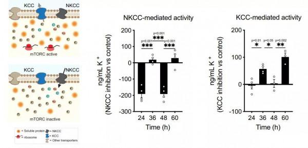 為何熬夜易猝死？Nature子刊揭示心臟細胞的晝夜節律會影響其功能