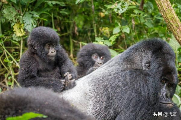 最成功的大猩猩王11歲生子，兒子奪取王位後，如何面對自己母親？