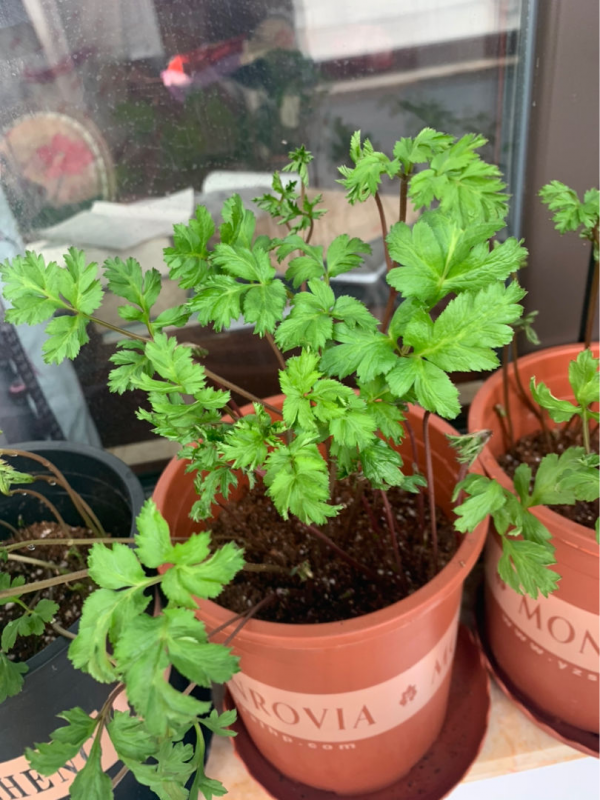 4種蔬菜種在家裡,足不出戶也能養活一家,冬天管夠 4種蔬菜種在家裡,足不出戶也能養活一家,冬天管夠