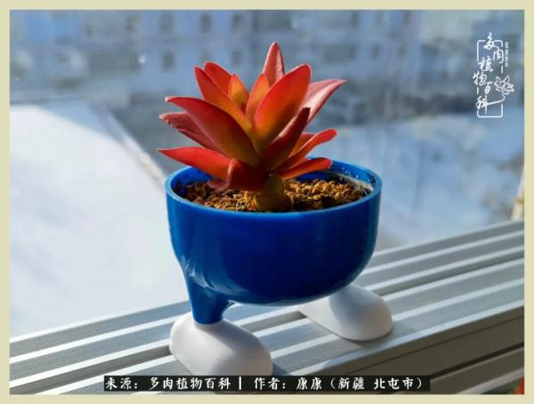 遠處都是風景，近處全是人生，眼前卻是多肉