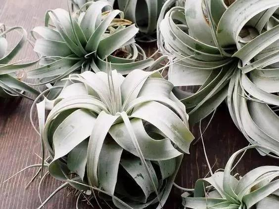 8種長相奇葩的多肉，讓人腦洞大開，你能想象得到它們的長相嗎？