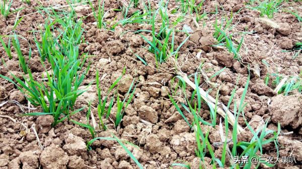 壞事!拉妮娜有多可怕?極端強降溫、冬春連旱又要來啦 壞事!拉妮娜有多可怕?極端強降溫、冬春連旱又要來啦