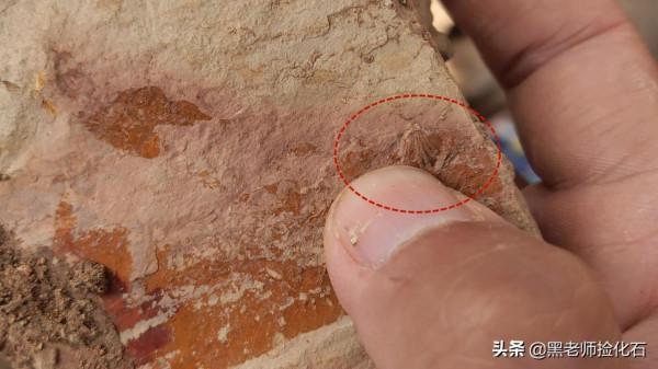 「化石探索」第10期:尋甸化石之旅(四) 「化石探索」第10期:尋甸化石之旅(四)