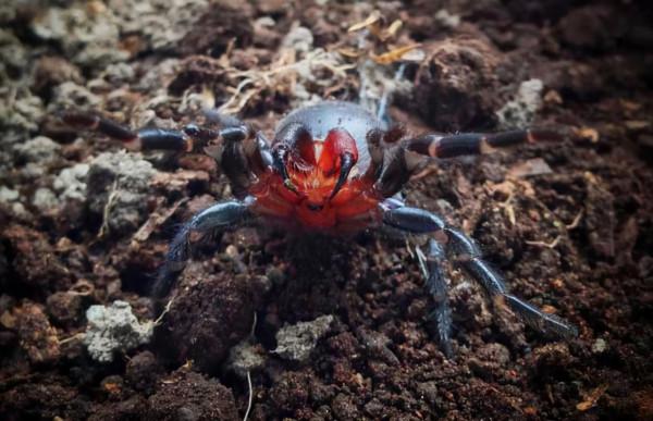 介紹幾種“毒物殺手”