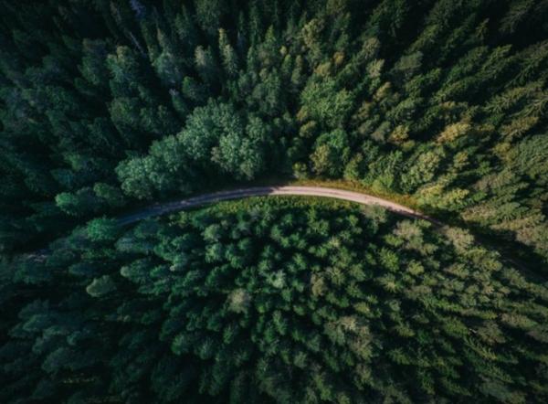 地球上的森林面積增加1倍後會發生什麼？人類將難以承受後果