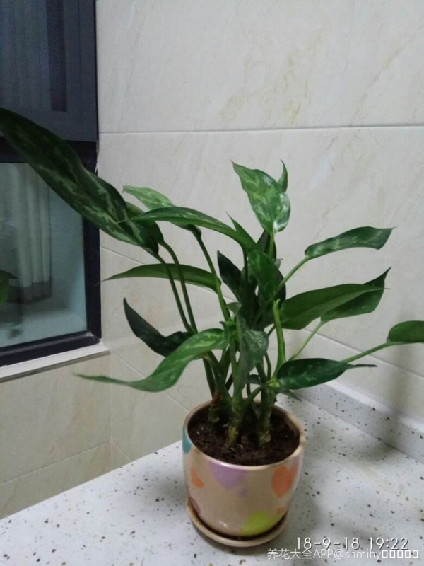 廚房油煙重就養5種綠植，淨化空氣效果好，還能揪一把炒菜吃