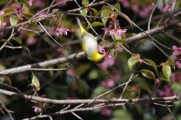 校園裡的鳥 校園裡的鳥